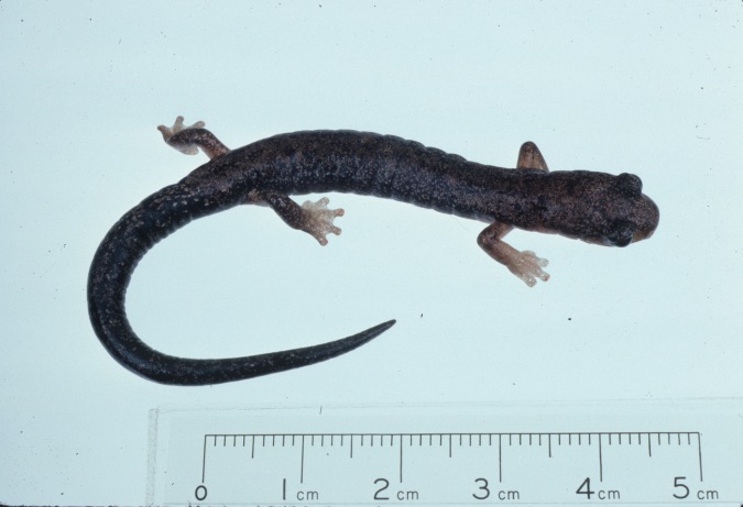 Bolitoglossa tica