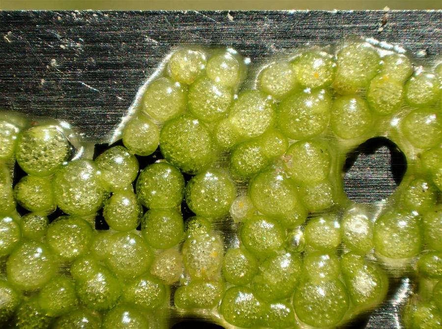 Wolffia columbiana