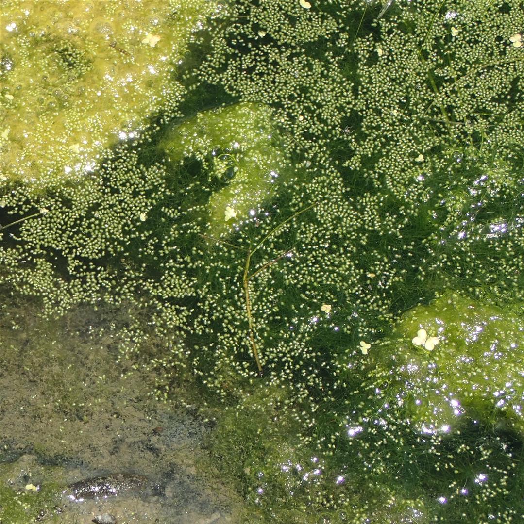 Wolffia columbiana