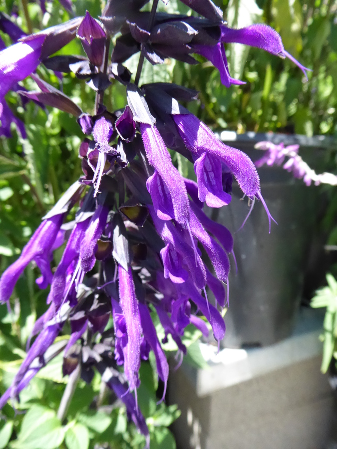 Salvia sp.