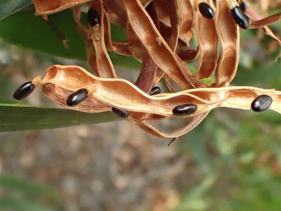 Acacia longifolia