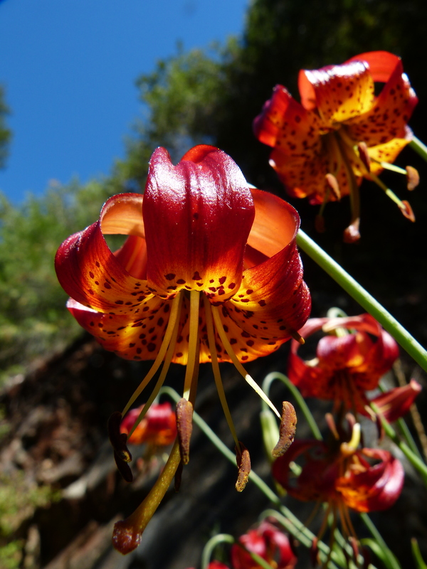 Lilium occidentale