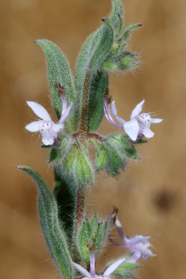Trichostema ruygtii