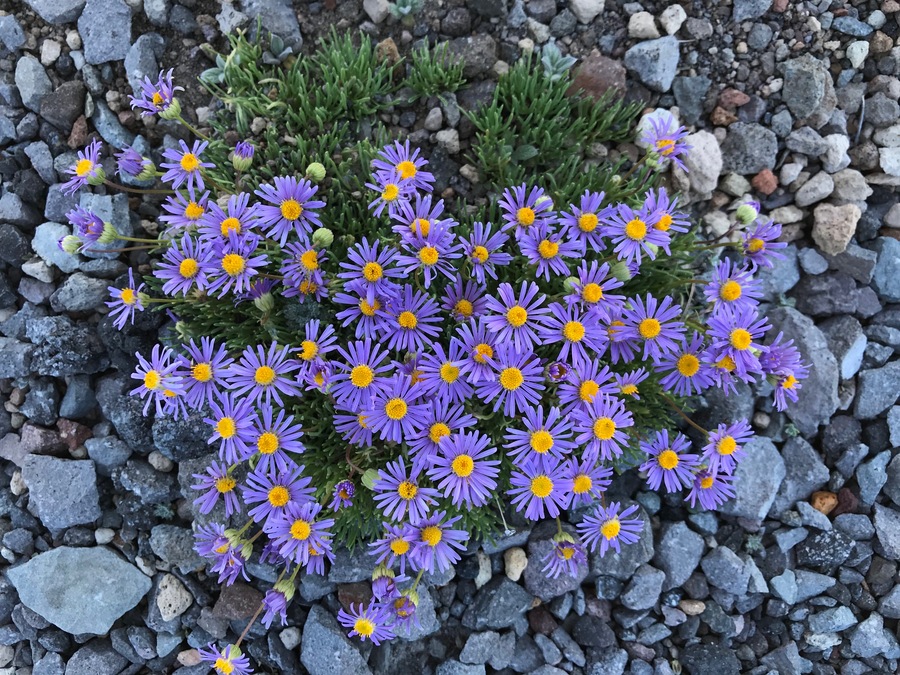 Erigeron elegantulus Erigeron elegantulus
