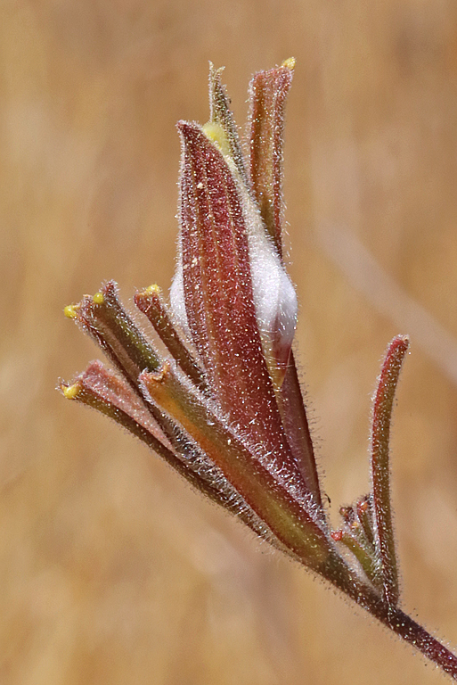 Cordylanthus pilosus ssp. pilosus
