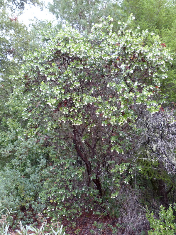 Arctostaphylos andersonii Arctostaphylos andersonii