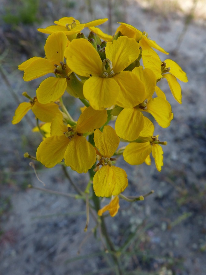 CalPhotos Erysimum teretifolium Santa Cruz Wallflower