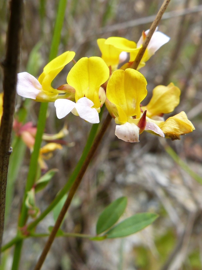 Hosackia pinnata Hosackia pinnata