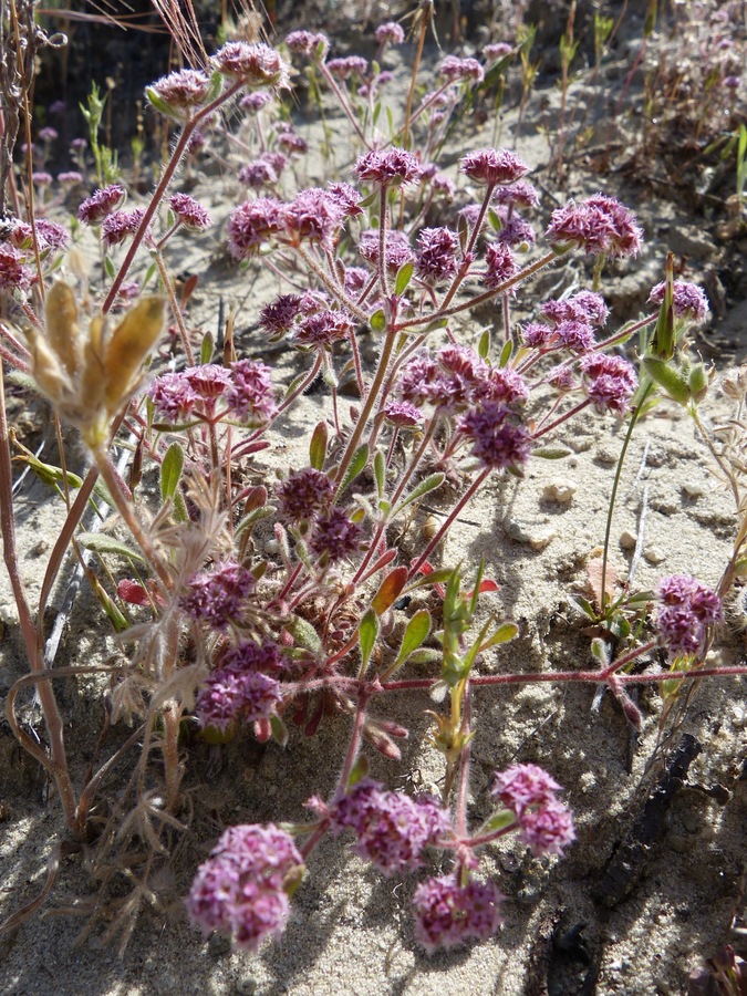 Chorizanthe robusta var. hartwegii