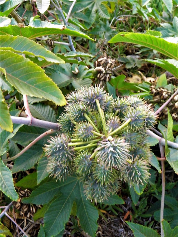 Ricinus communis