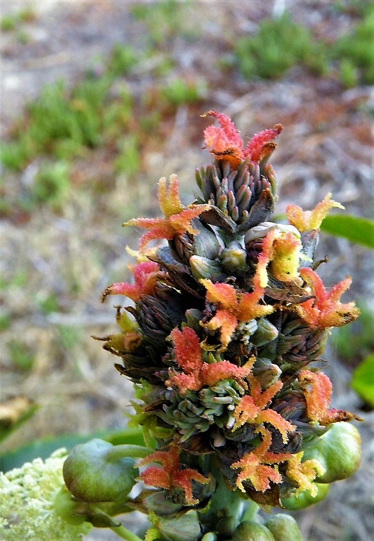 Ricinus communis