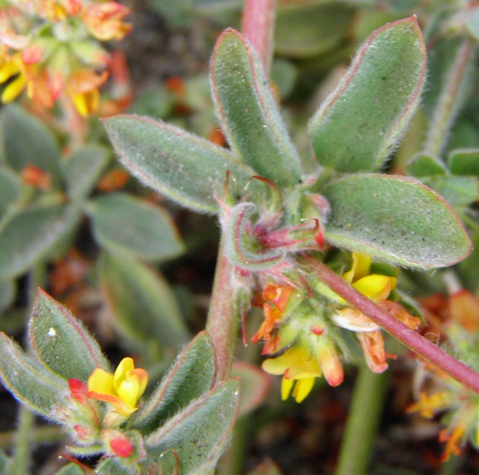 Acmispon prostratus