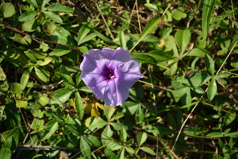 Ipomoea cairica