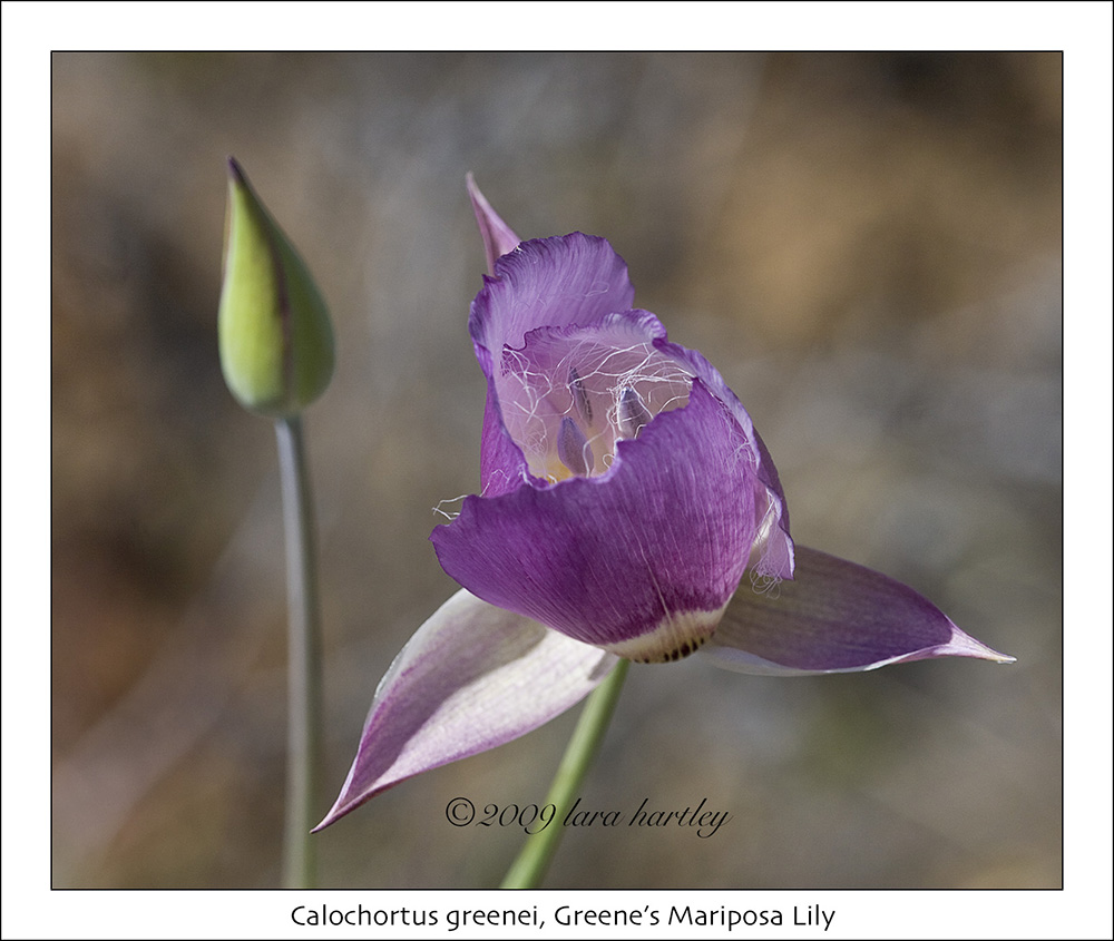 Calochortus greenei Calochortus greenei