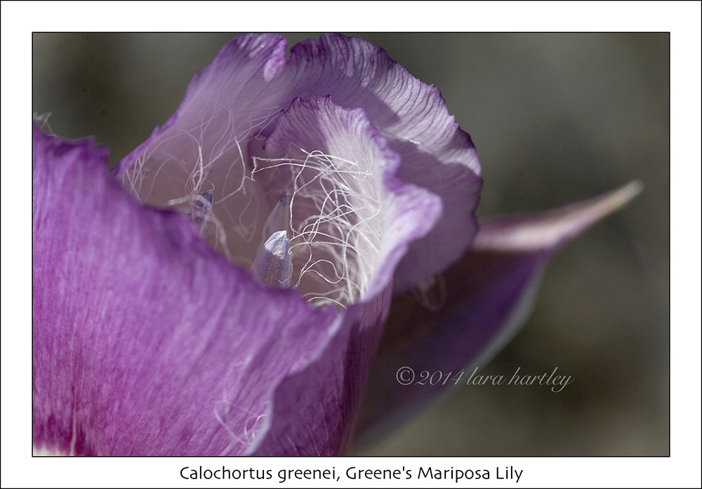 Calochortus greenei Calochortus greenei