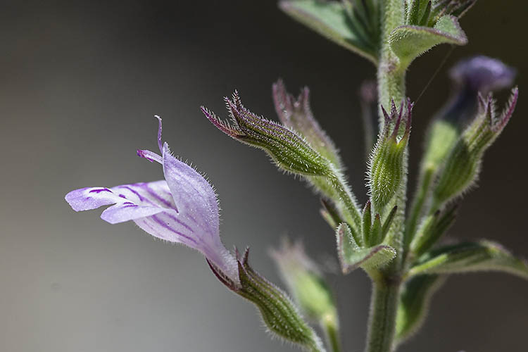 Hedeoma nana