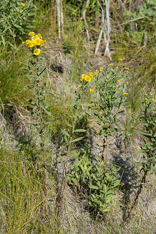Helenium autumnale
