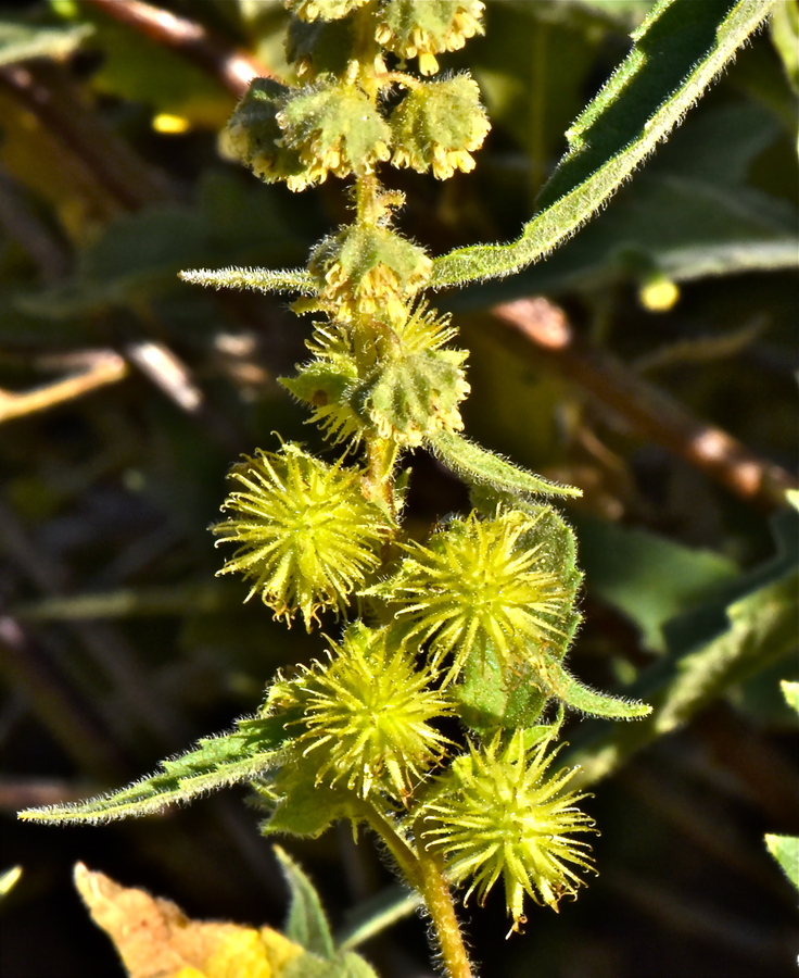 Ambrosia ambrosioides