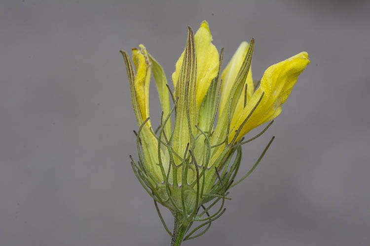 Cordylanthus wrightii