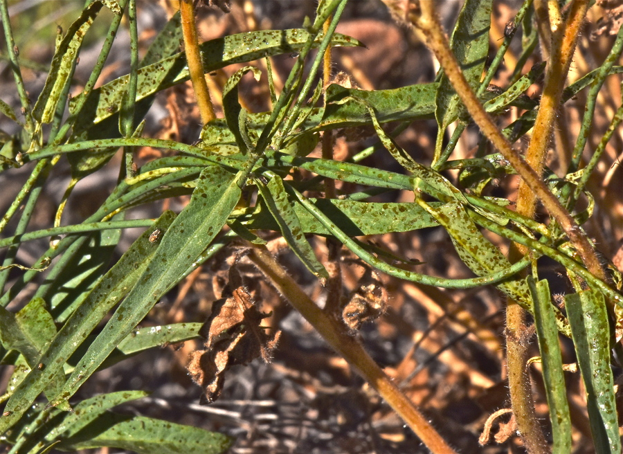 Funastrum cynanchoides