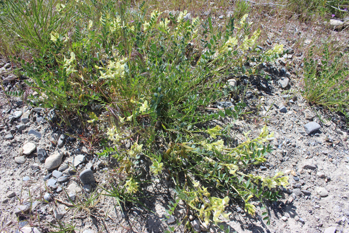 Astragalus beckwithii var. beckwithii Astragalus beckwithii var. beckwithii