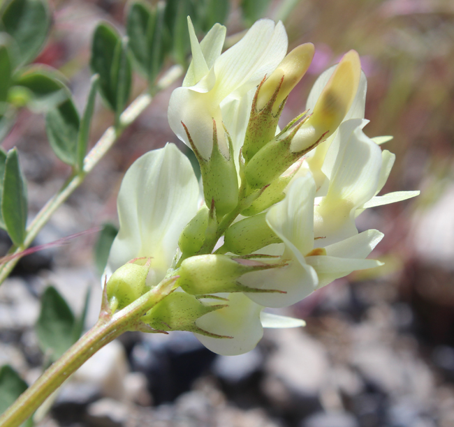 Astragalus beckwithii var. beckwithii