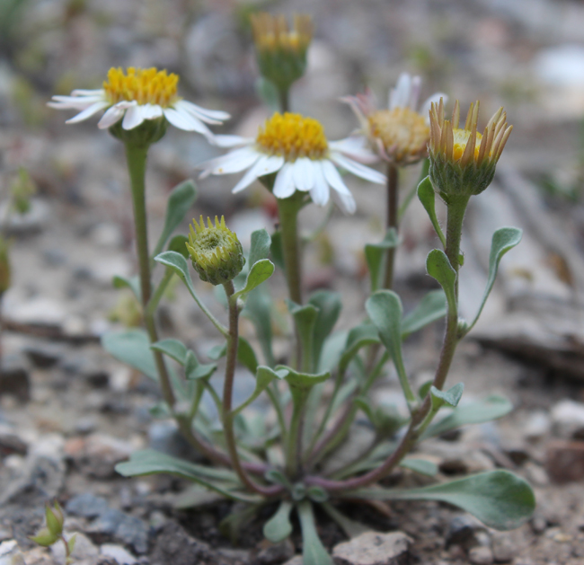 Townsendia florifer Townsendia florifer