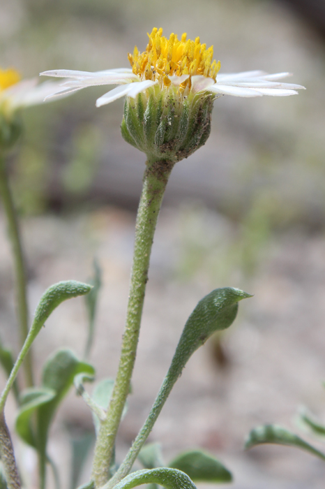 Townsendia florifer Townsendia florifer