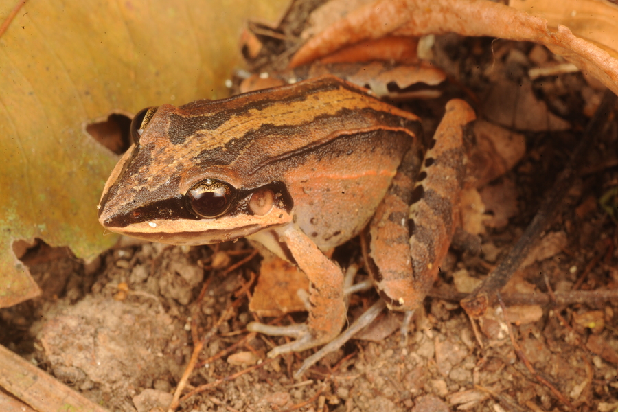 Leptodactylus didymus