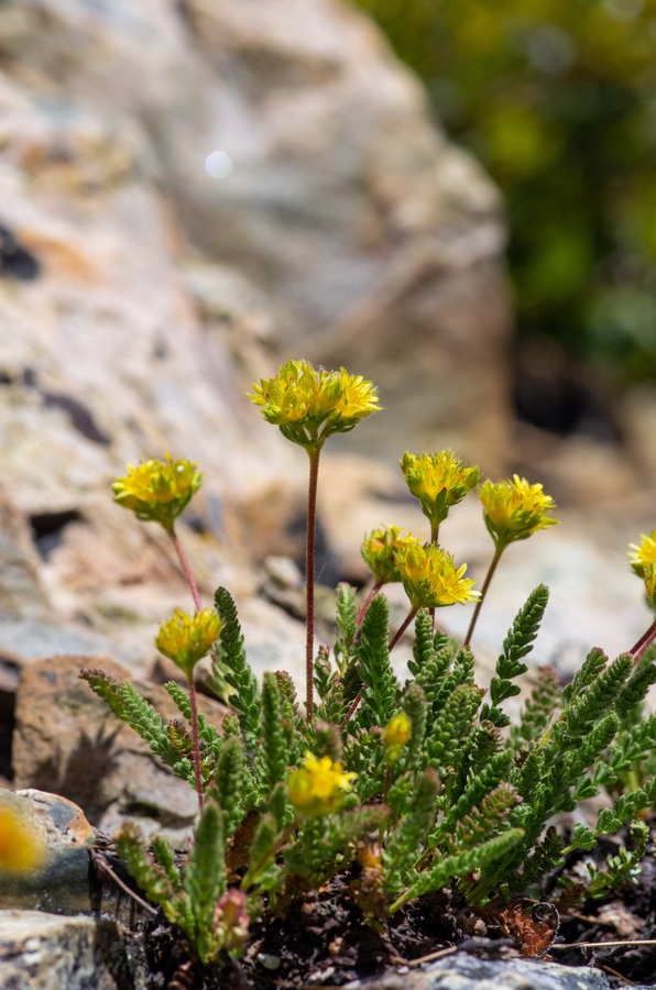 Ivesia gordonii