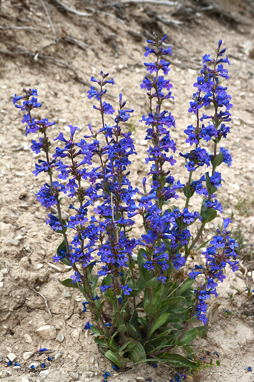 Penstemon pachyphyllus