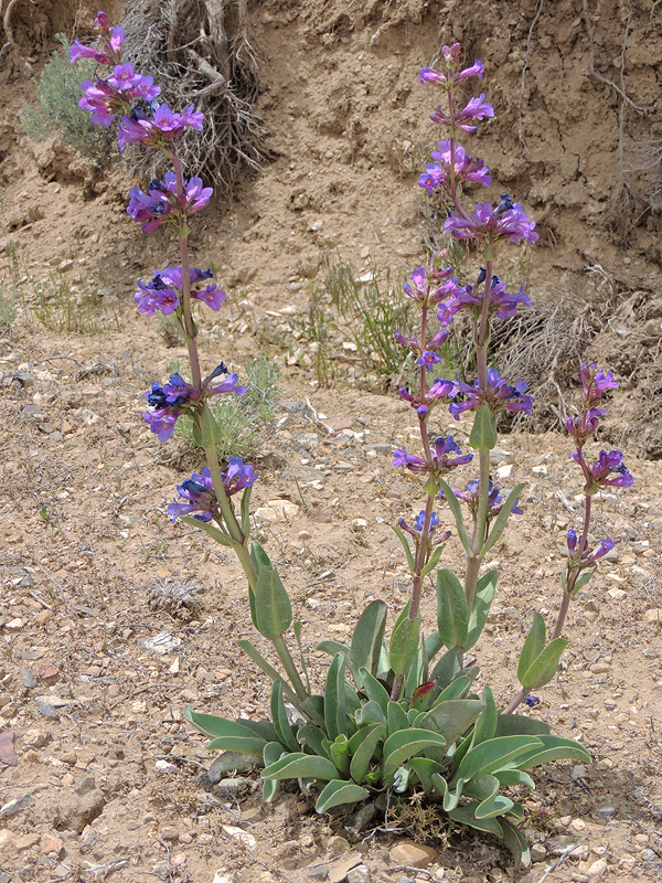 Penstemon pachyphyllus