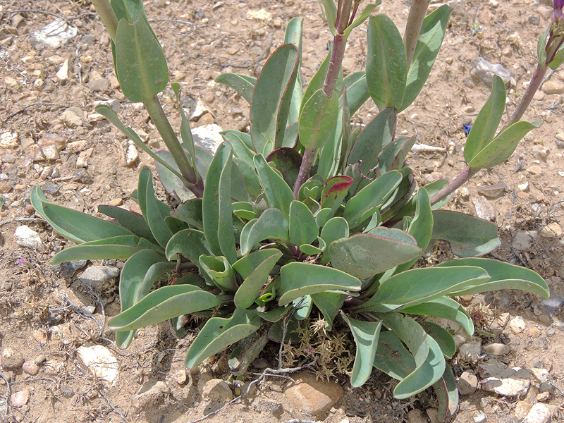 Penstemon pachyphyllus