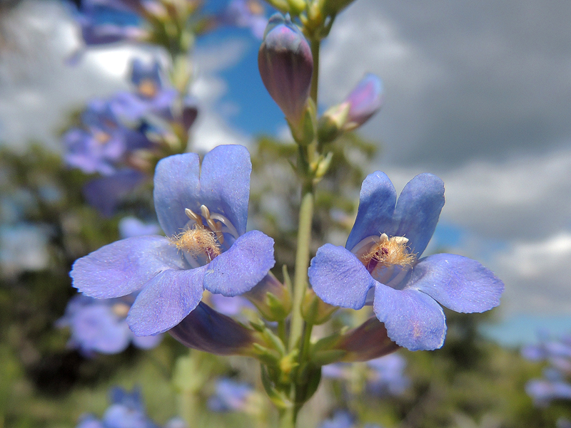 Penstemon pachyphyllus