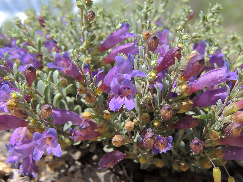 Penstemon thompsoniae