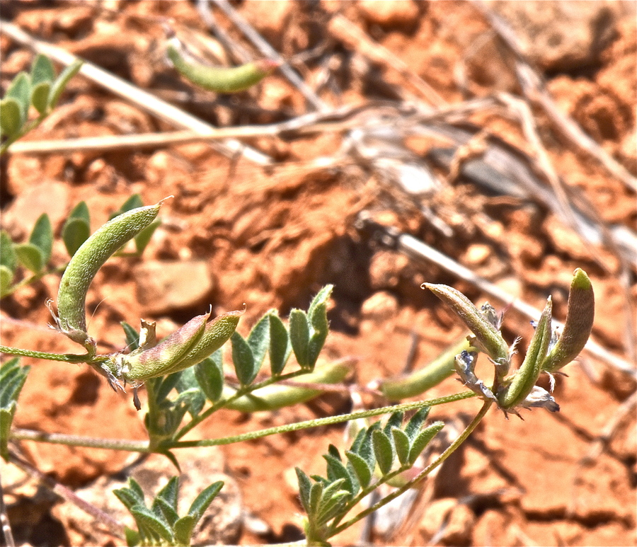 Astragalus nuttallianus