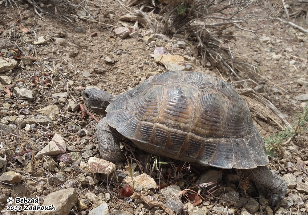 Testudo graeca zarudnyi