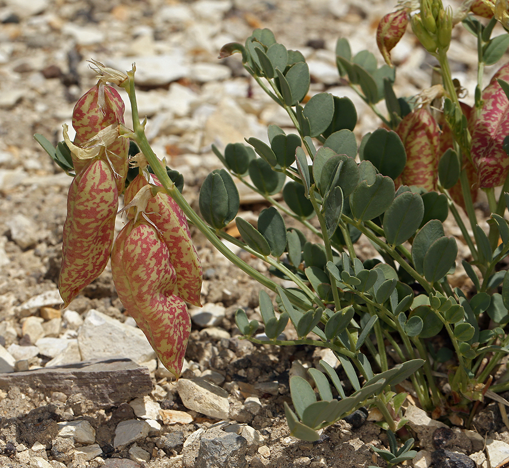 Astragalus oophorus var. lavinii