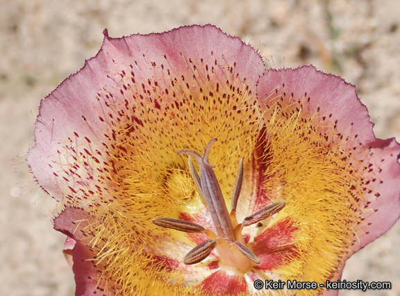 Calochortus weedii var. intermedius