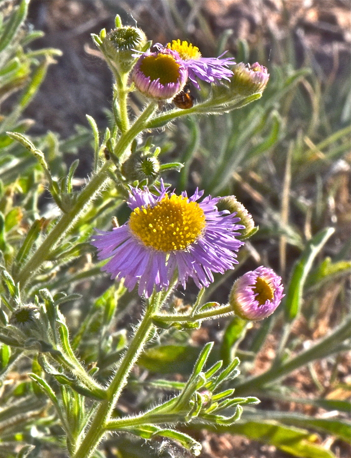 Erigeron lobatus