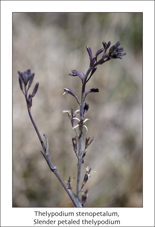 Thelypodium stenopetalum