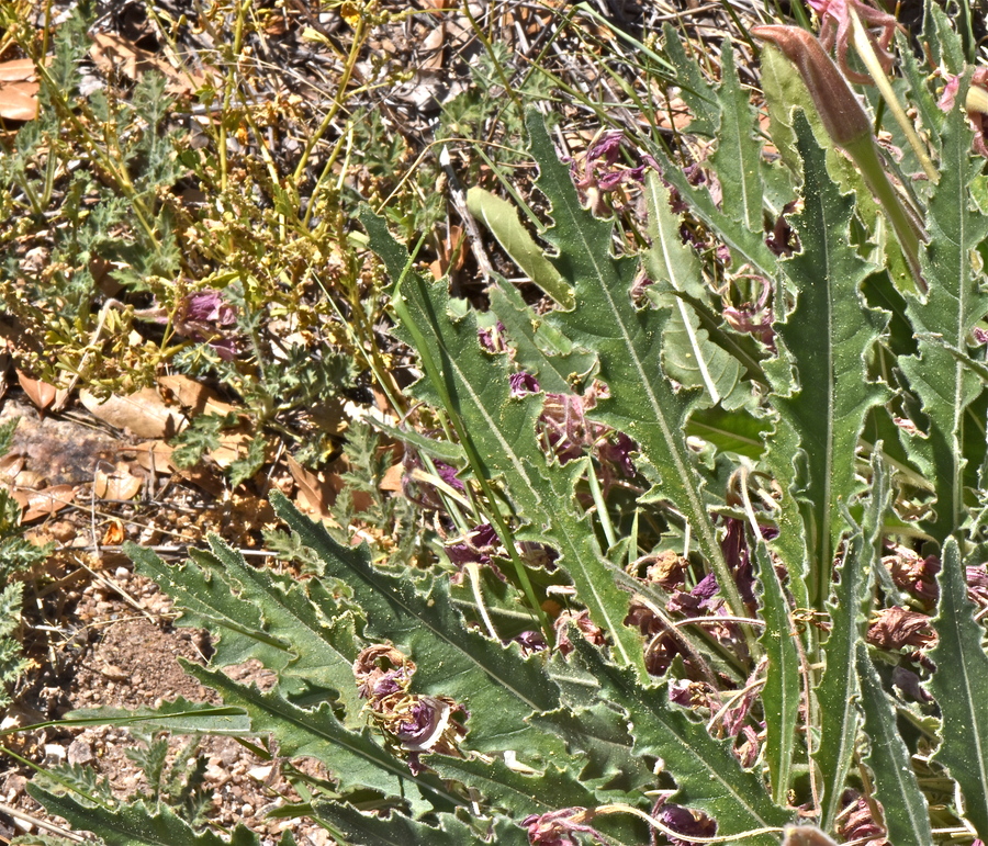 Oenothera cespitosa
