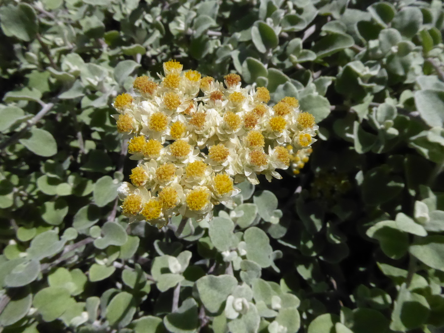 Helichrysum petiolare