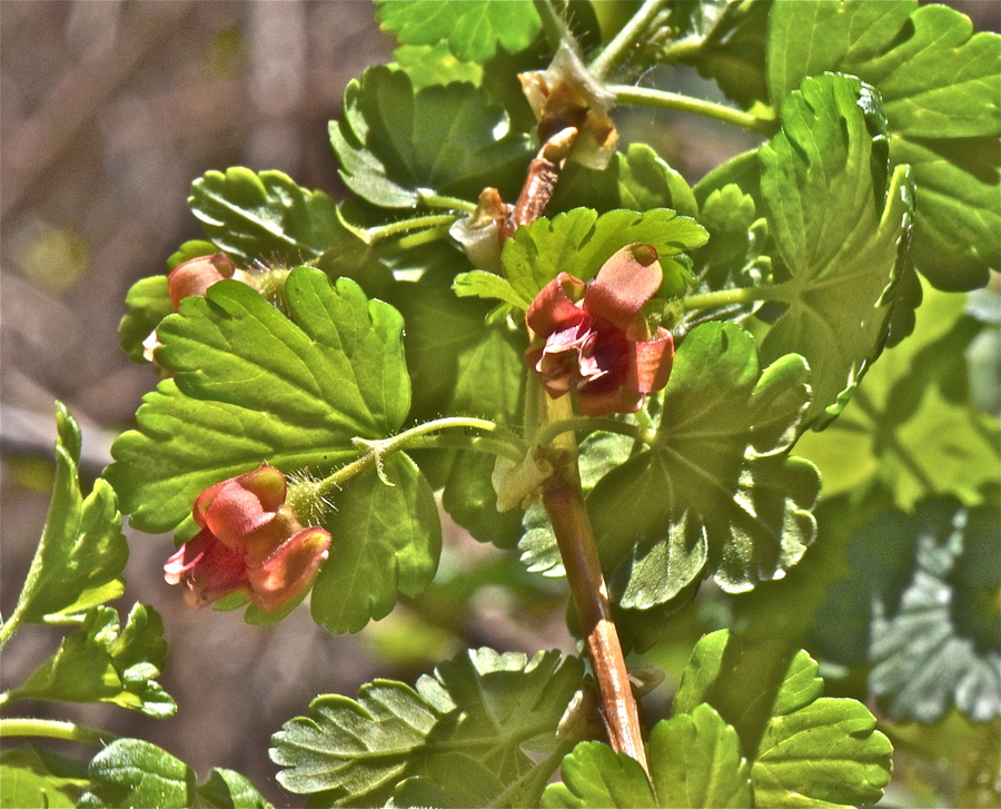 Ribes pinetorum