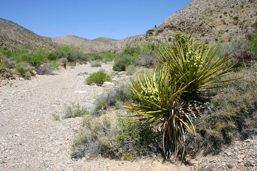 Clark Mtns in Mojave Desert