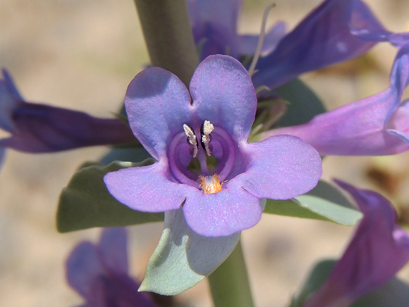 Penstemon acuminatus var. latebracteatus Penstemon acuminatus var. latebracteatus
