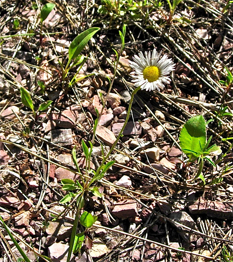 Erigeron flagellaris