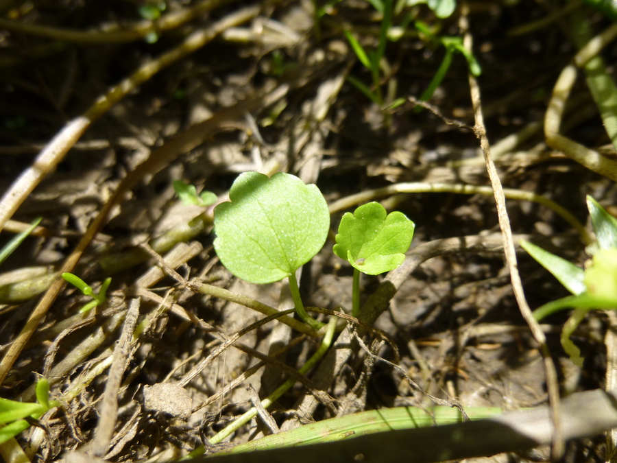 Ranunculus orthorhynchus
