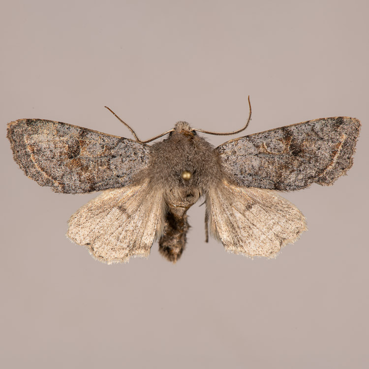 Orthosia hibisci