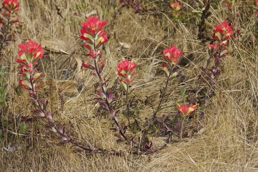 Castilleja affinis ssp. affinis